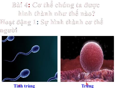 Bài giảng Khoa học Lớp 5 - Bài 4: Cơ thể chúng ta được hình thành như thế nào?