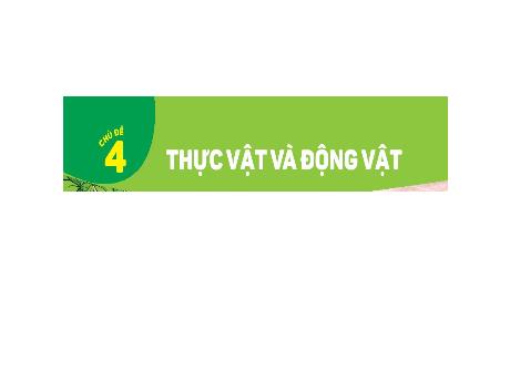 Bài giảng Tự nhiên và xã hội Lớp 1 (Kết nối tri thức) - Chủ đề 4: Thực vật và động vật - Bài 15: Cây xung quanh em